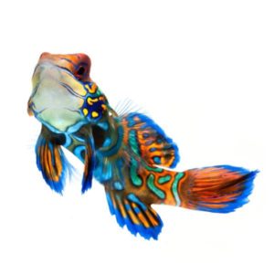 A photo of a green mandarin dragonet goby fish Synchiropus splendidus showing the psychedelic pattern that justifies the requirements of mandarin goby fish care for many aquarists