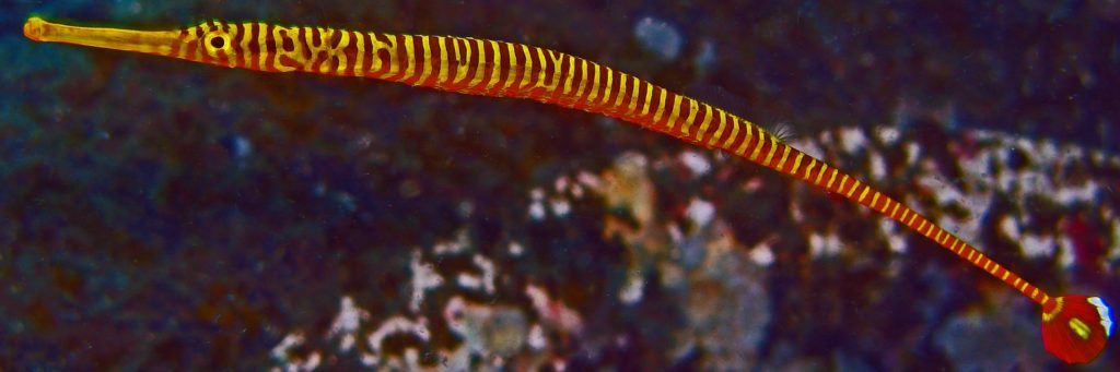a yellow banded pipefish