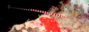 a red banded pipefish