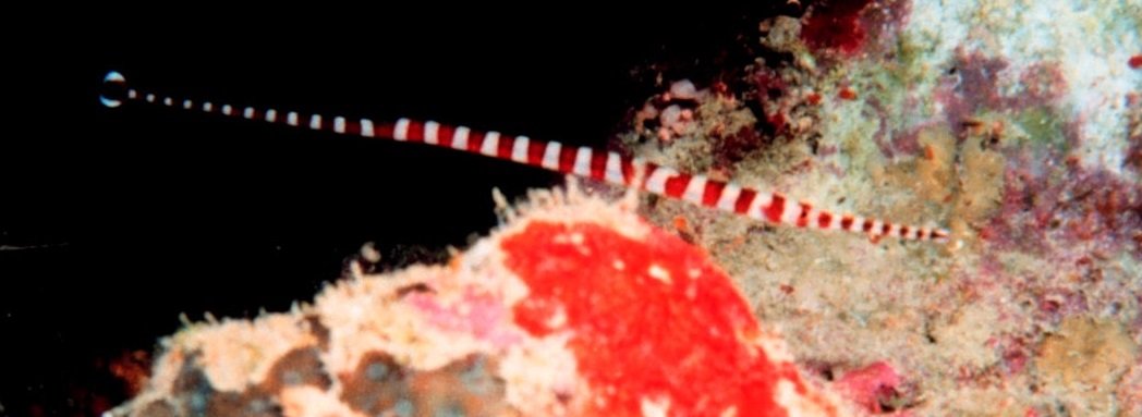 A Look at the Banded Pipefish, Marine Fish Education