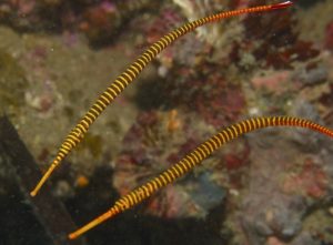 The Banded Pipefish love the company of their kind!