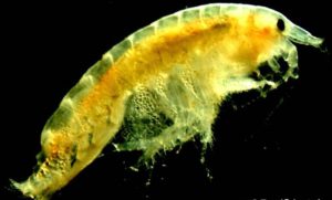 Tigriopus Copepod in Your Reef