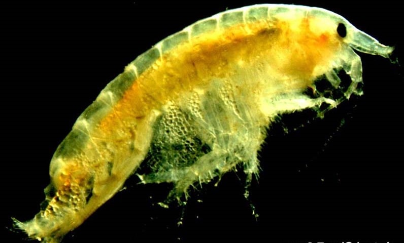 pods in your reef, here is a tigriopus copepod