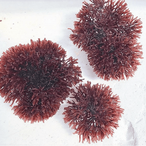gracilaria tikvahiae spike sphere macro algae for refugiums and saltwater fish tanks