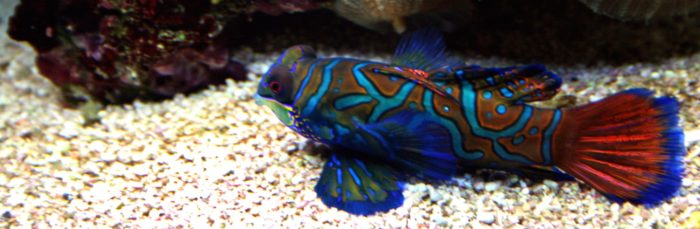 Mandarin Fish