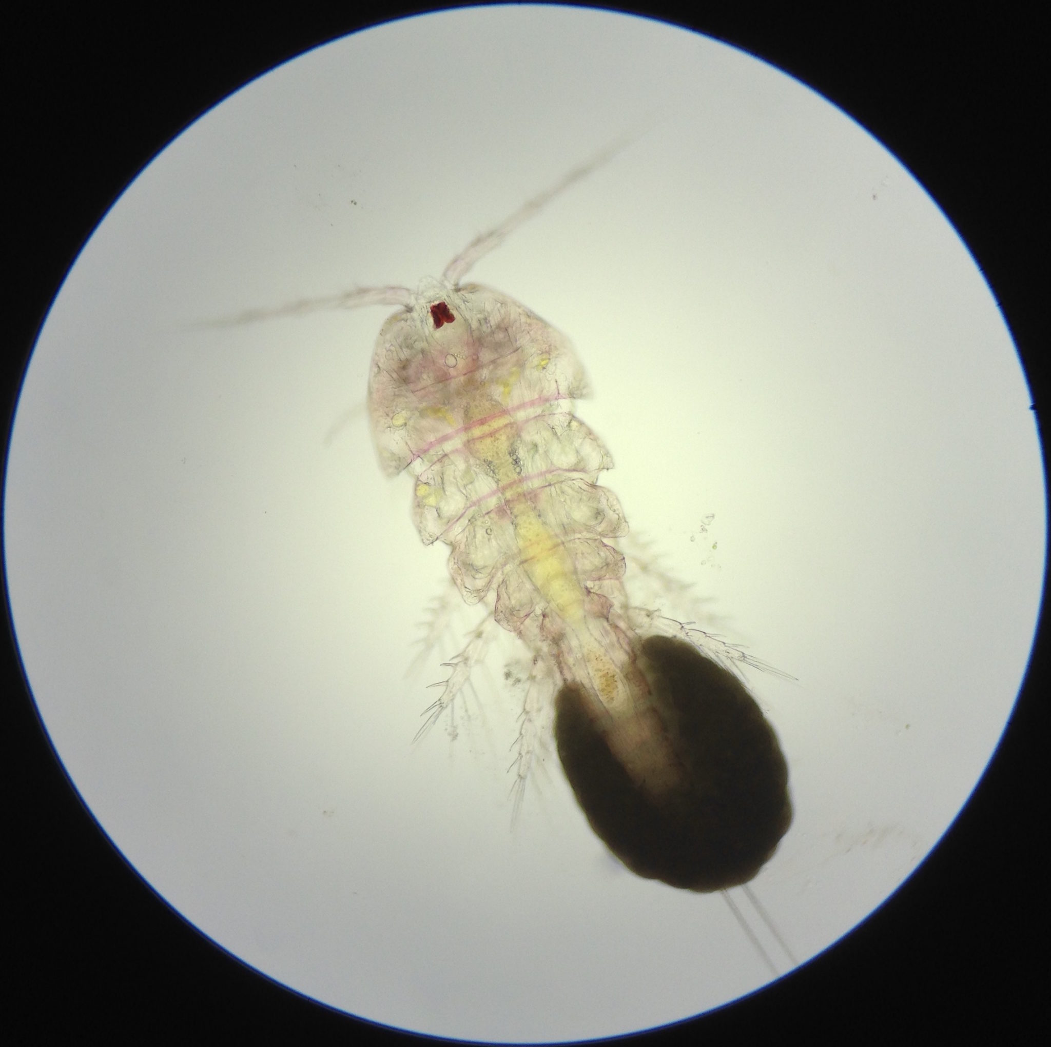 Copepod Culture