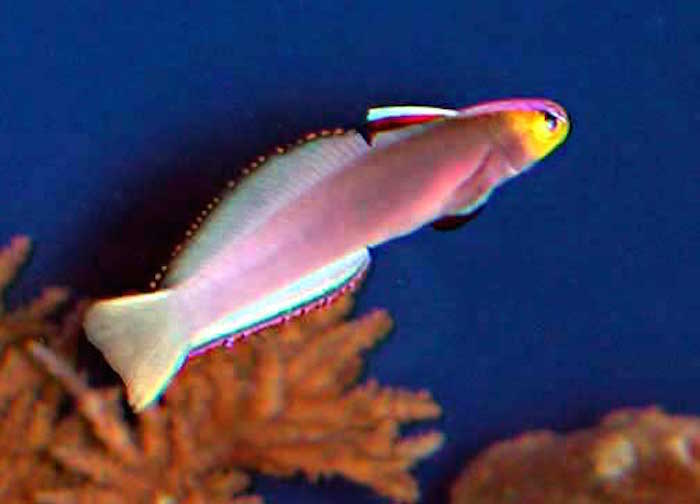 Captive Bred Fish