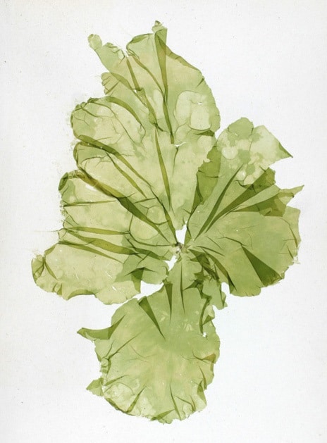 Ulva Lactuca Macroalgae