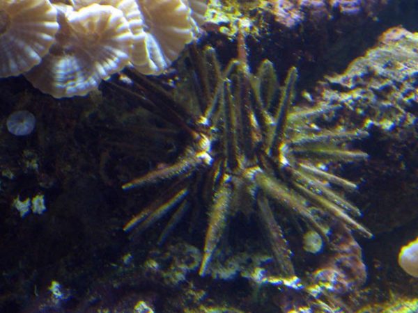 Live macroalgae