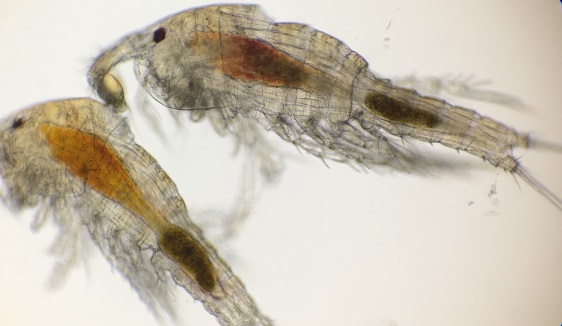 Tig Copepods Swimming