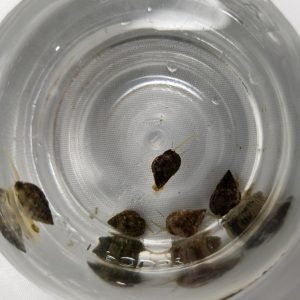 Nassarius Snails from a top view. 5 Snails in a Jar