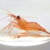 A beautiful peppermint shrimp ready to eat some aiptasia
