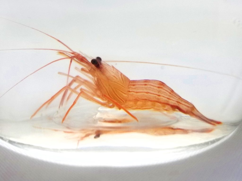 A beautiful peppermint shrimp ready to eat some aiptasia