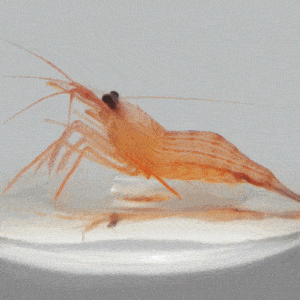 Animated gif of peppermint shrimp