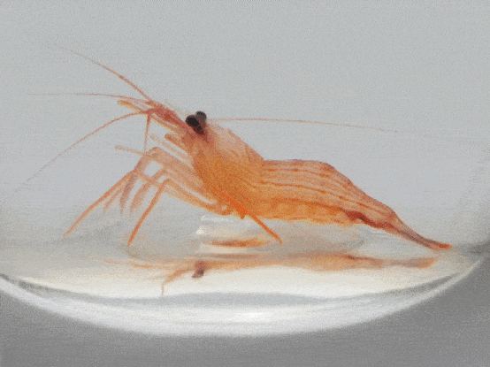 Animated gif of peppermint shrimp