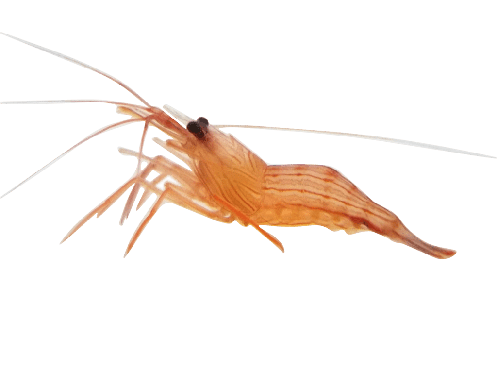 buy peppermint shrimp buy peppermint shrimp
