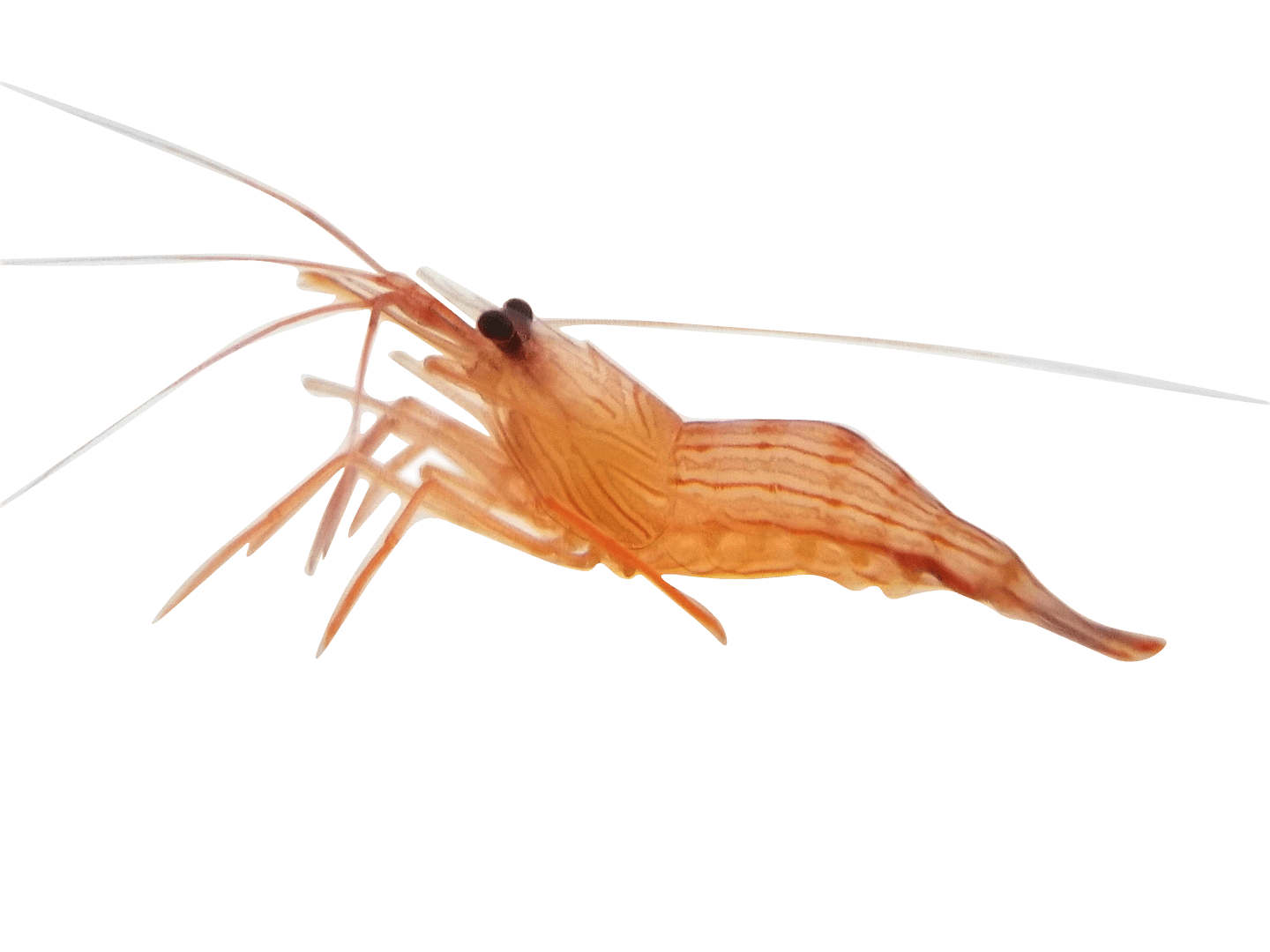 Peppermint shrimp