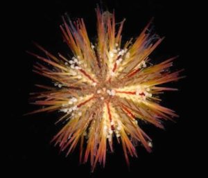 The amazing invertebrate, the sea urchin