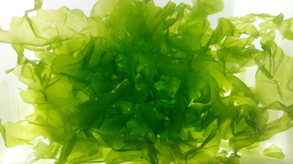 Clean Sea Lettuce direct from our Algae Farm, perfect for your refugium!