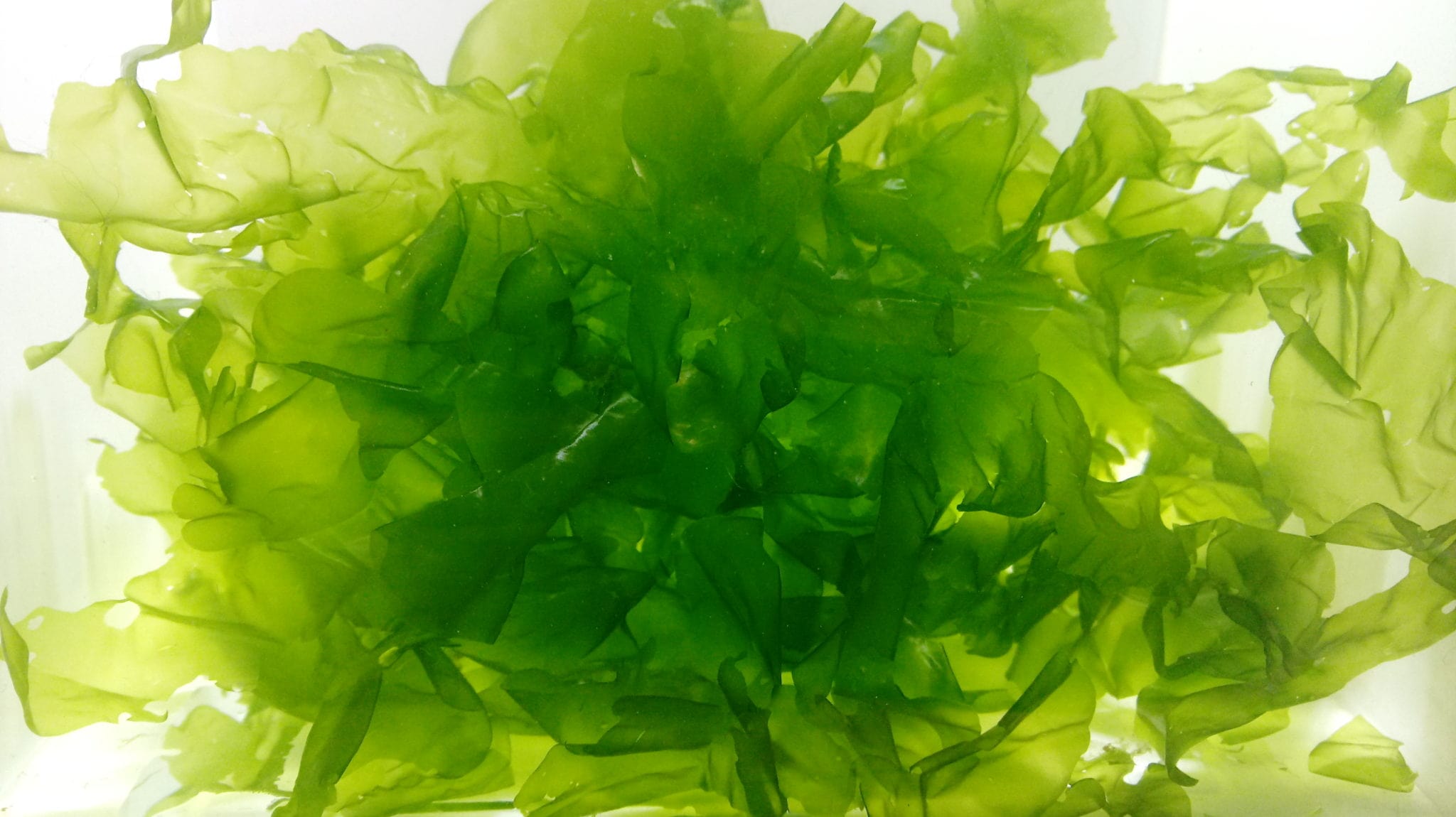 Clean Sea Lettuce direct from our Algae Farm, perfect for your refugium!