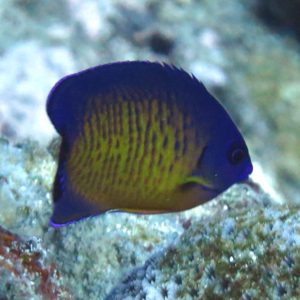 Captive bred Coral Beauty Angelfish