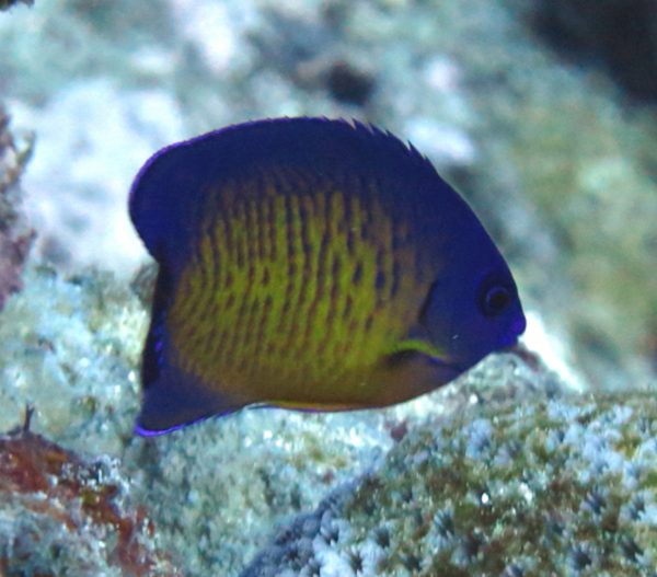 Captive bred Coral Beauty Angelfish