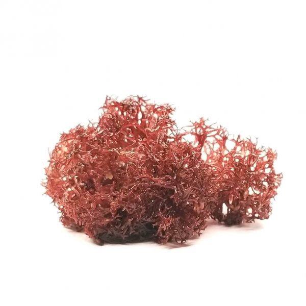 Dragons Tongue macroalgae