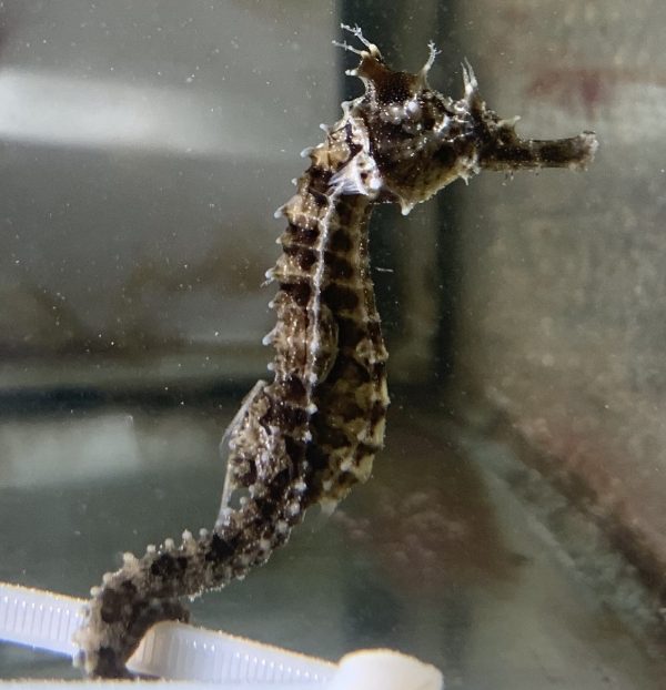 Captive Bred Lined Seahorses