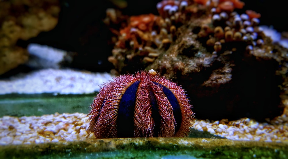 Red Tuxedo Urchins make a great clean up crew!