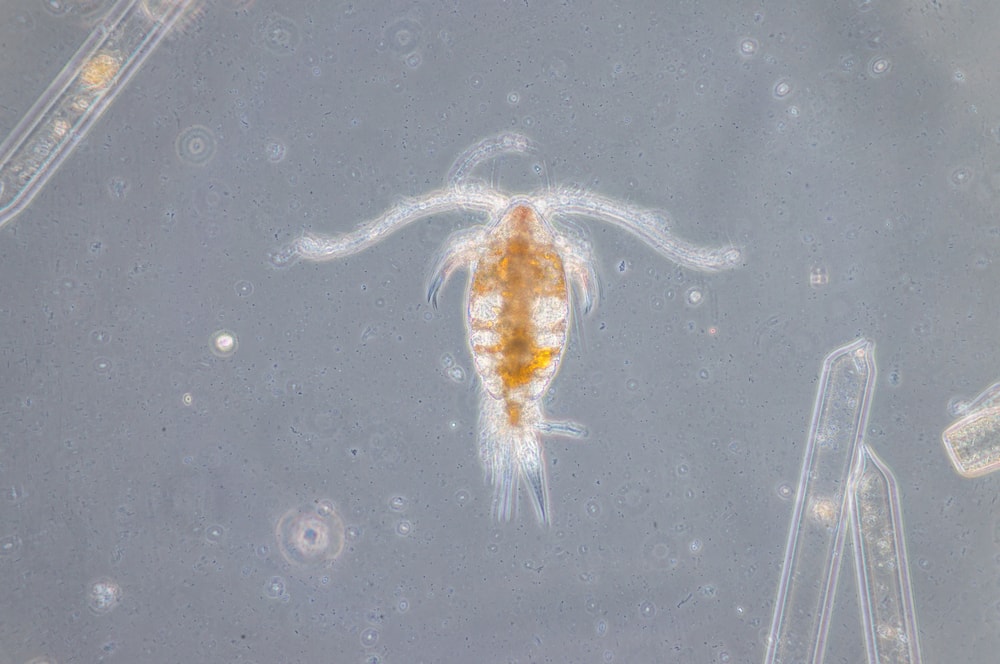 The might copepod