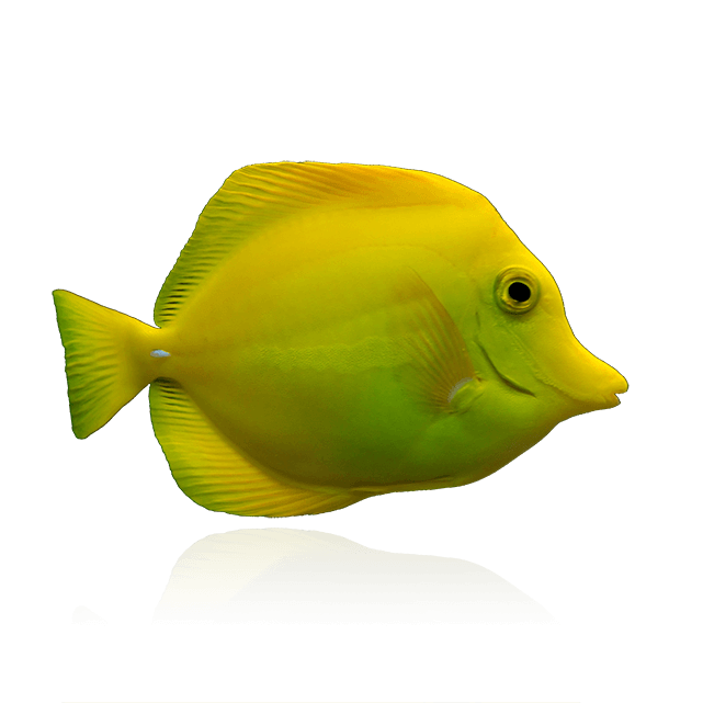 Captive Bred Yellow Tangs by BIOTA