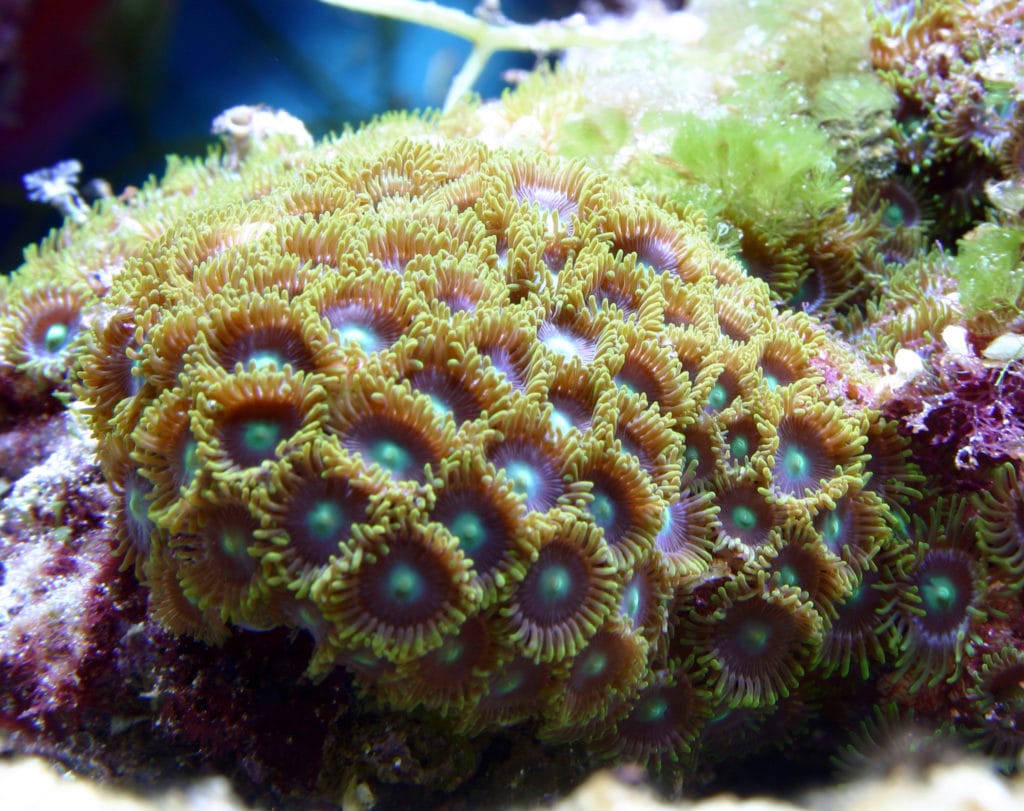 Beautiful Zoanthid Polyps Growing side by side with algae