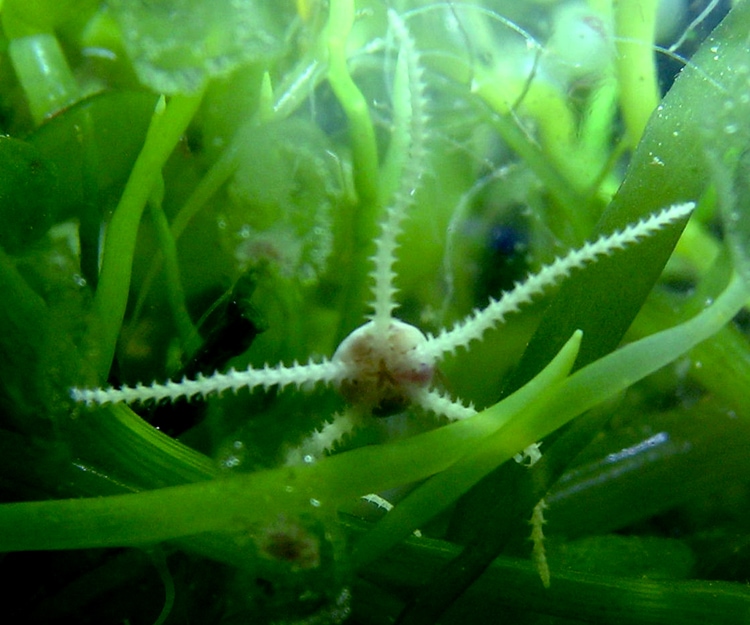 A micro-brittle star in a refugium