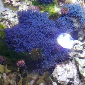 Our Blue Hypnea under AI White Lighting