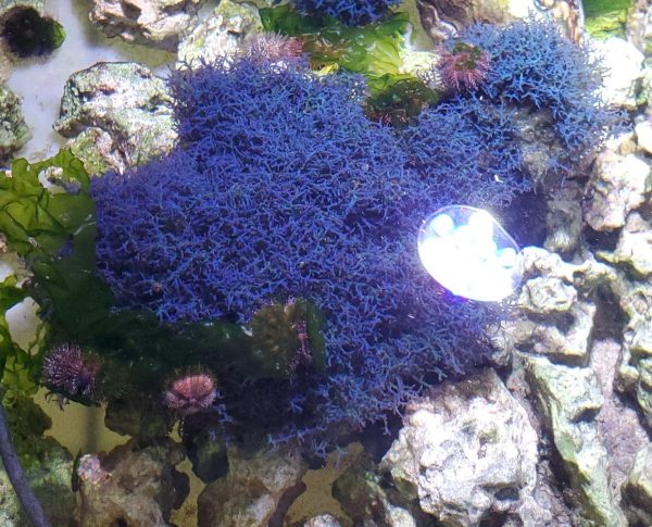 Our Blue Hypnea under AI White Lighting