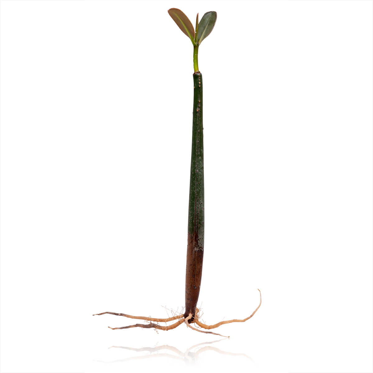 Red Mangrove Propagule | Saltwater Aquarium | AlgaeBarn.com