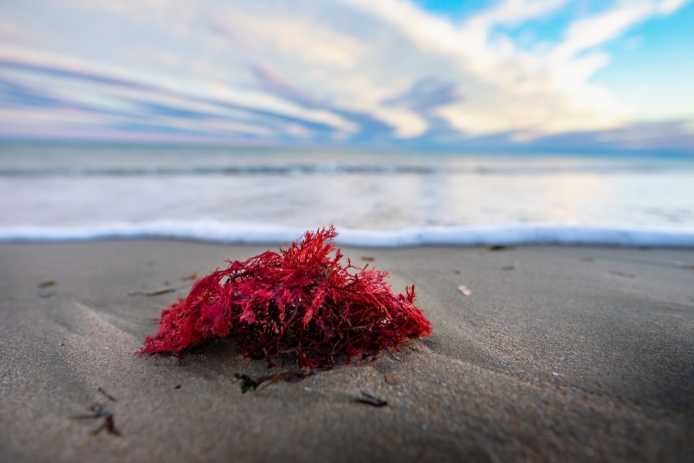Red Macroalgae For Refugiums
