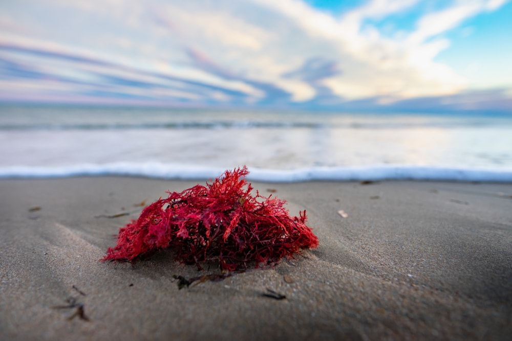 Red macroalgae Washed up on the shore.