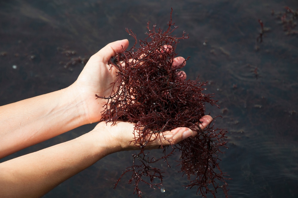 Handfuls of Red Macroalgae