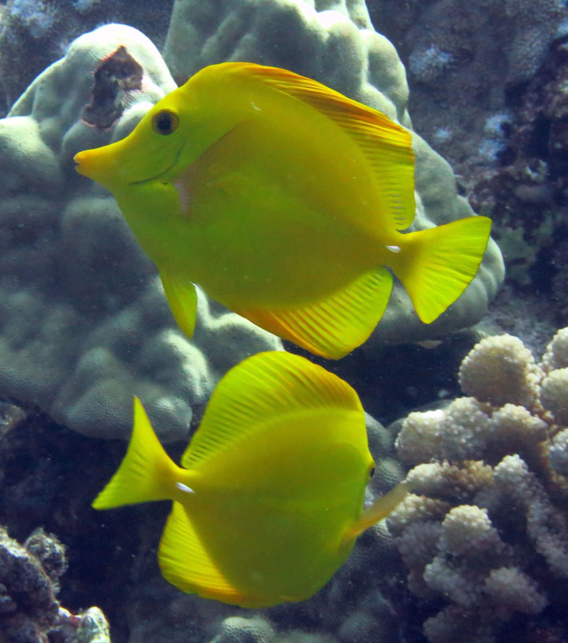 Captive Bred Yellow Tangs