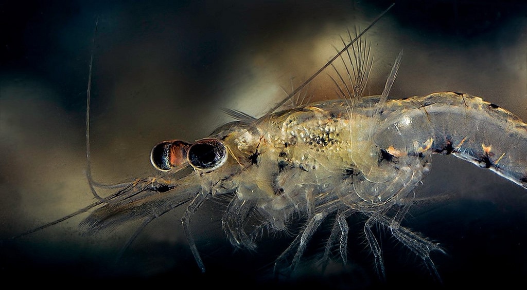 breeding mysis shrimp reef tank