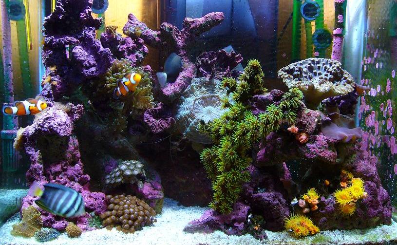 55 gallon refugium