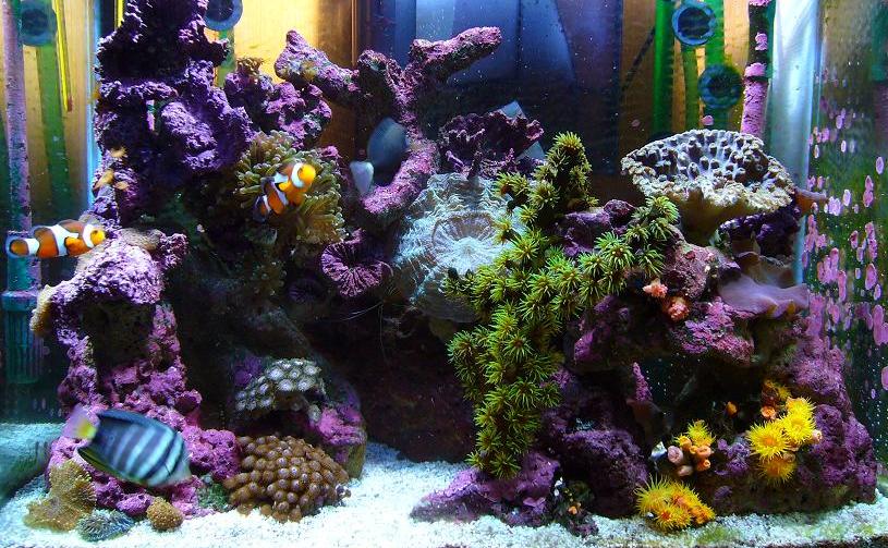 Most often, a beautiful marine aquarium has a strong refugium!