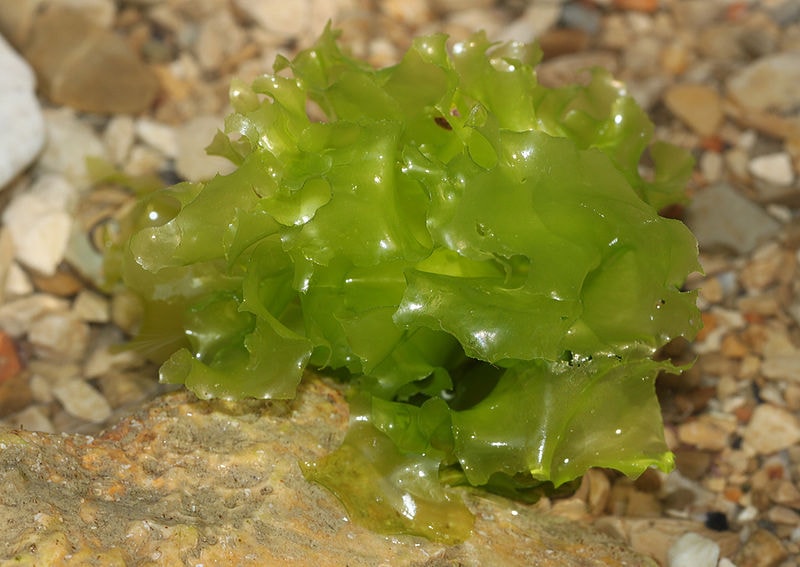 Ulva: Sea Lettuce is Underappreciated! | Macro Algae | AlgaeBarn