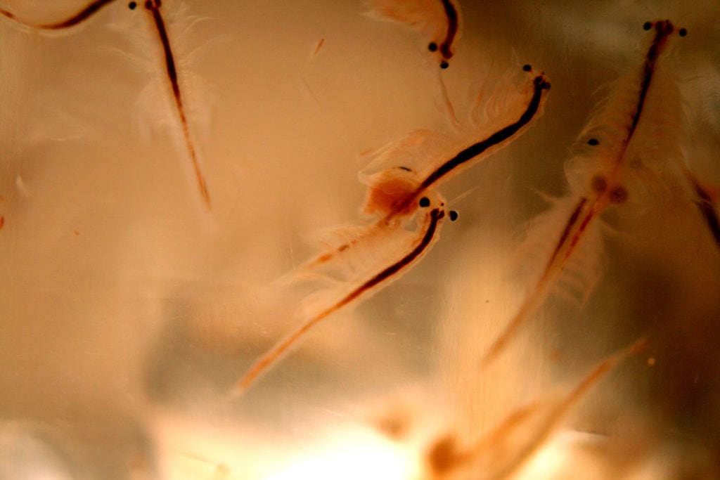 Brine Shrimp/Aquarium