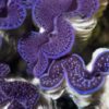 First Grade Maxima Clam