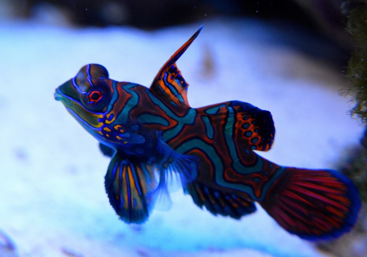 A Male Blue Mandarinfish