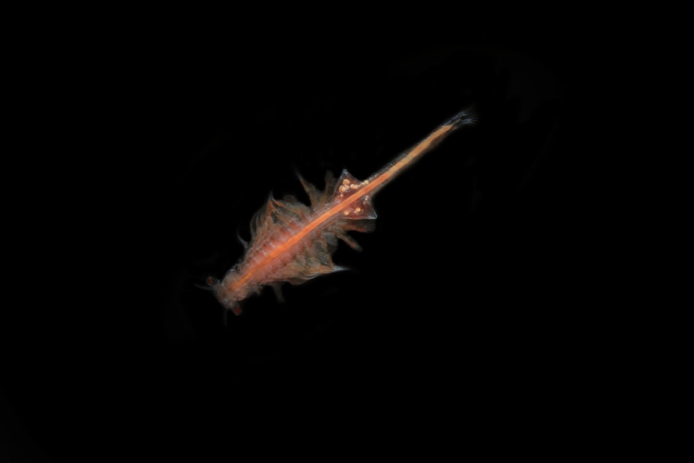 Live Brine shrimp on Black Background