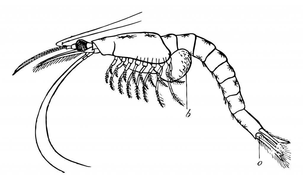 an illustration of mysis