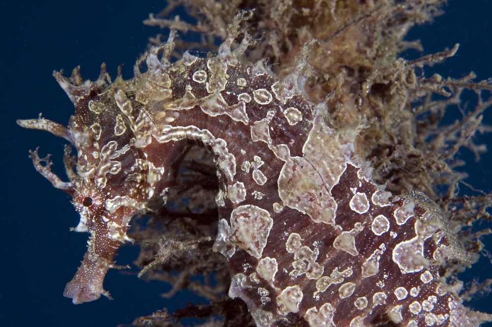 Beautiful Seahorse